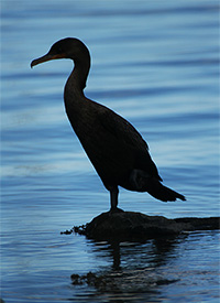 cormorant in silhouette